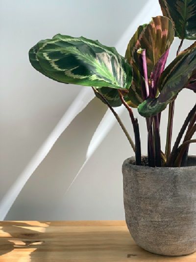 Calathea Sanderiana AKA Pinstripe Calathea